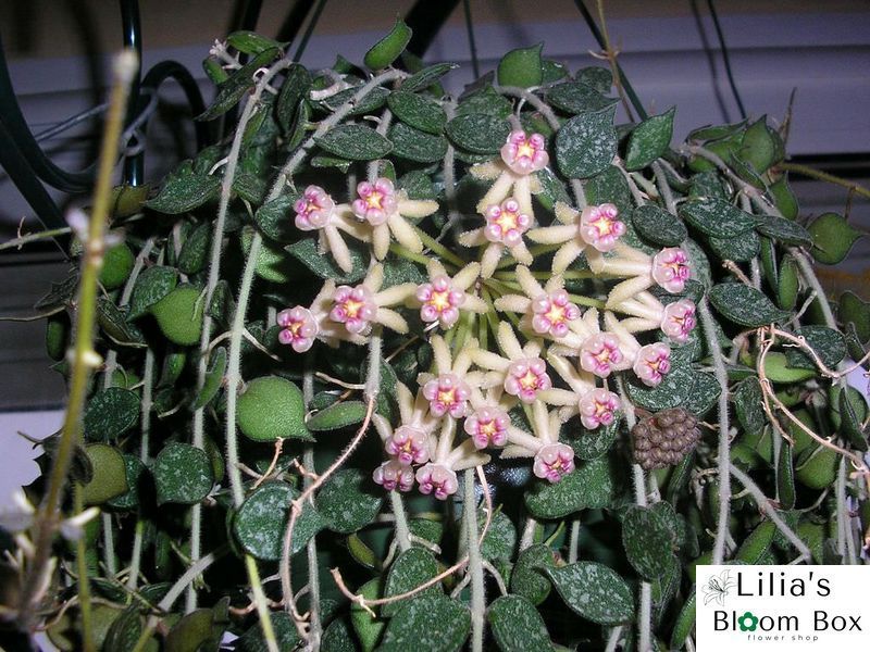 Hoya curtisii 303 foto